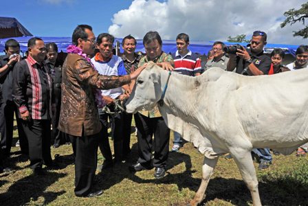 Daging Sapi, Idealnya Terjangkau Konsumen dan Untungkan Peternak